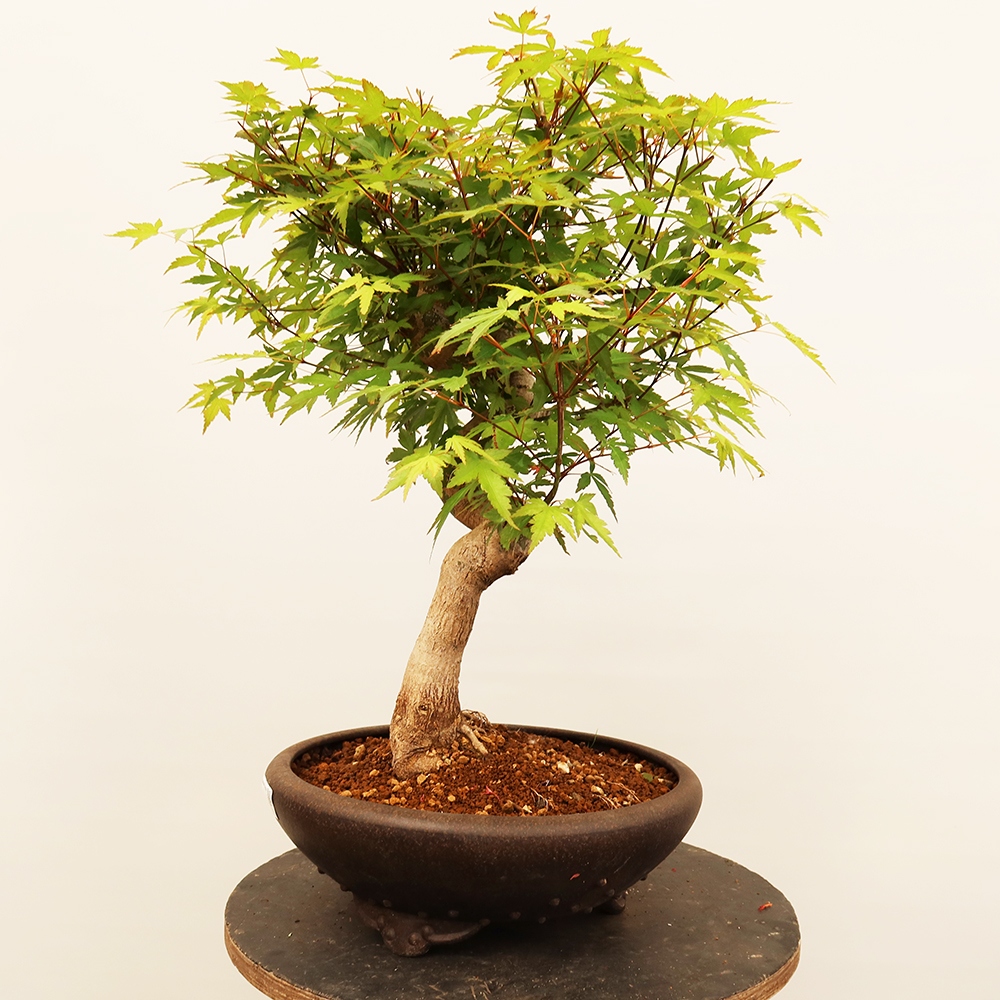 Bonsai da esterno - Acero palmato - Palme