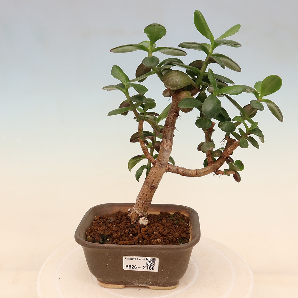 Camera bonsai - Portulakaria Afra - Tlustice