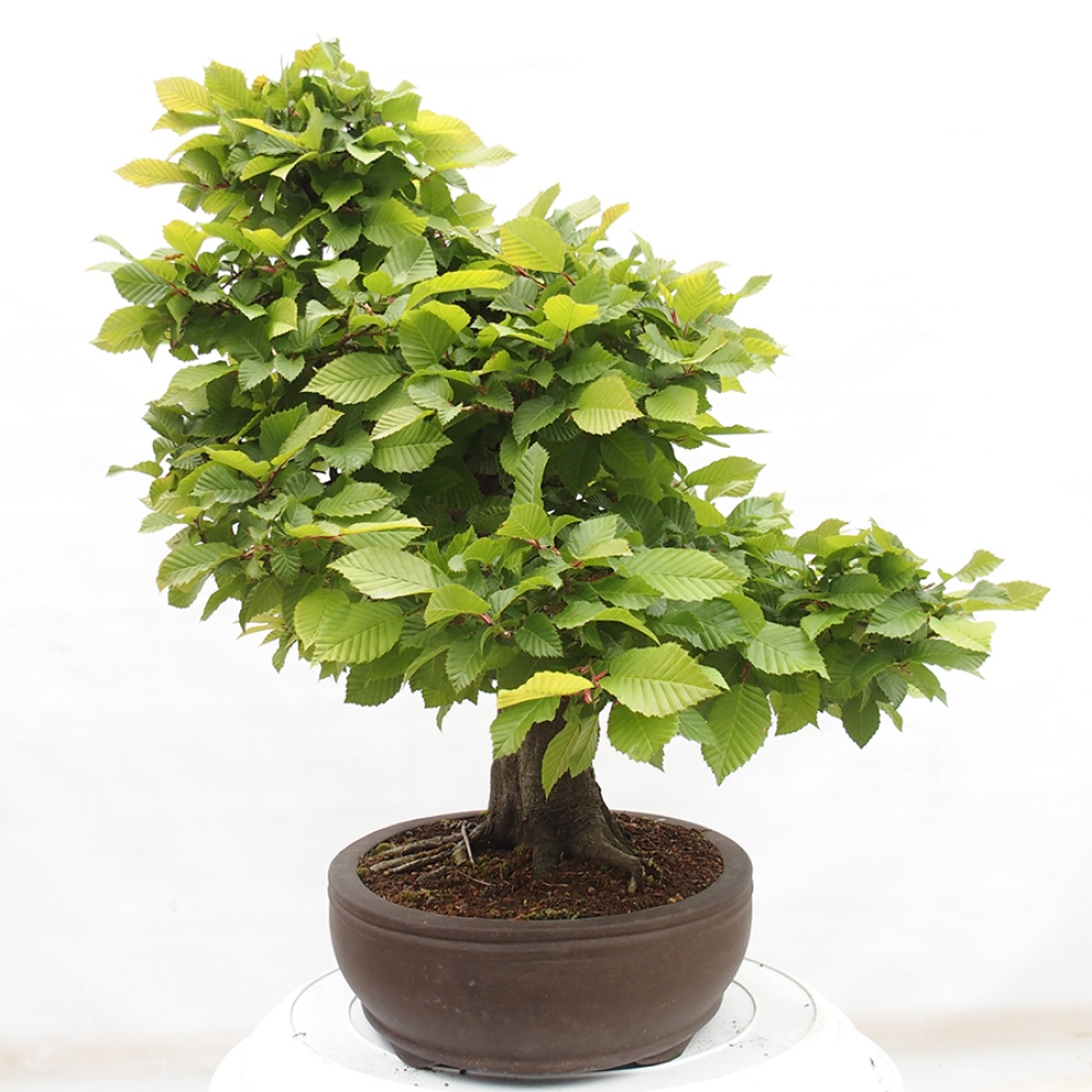 Bonsai da esterno - Carpino - Carpinus betulus