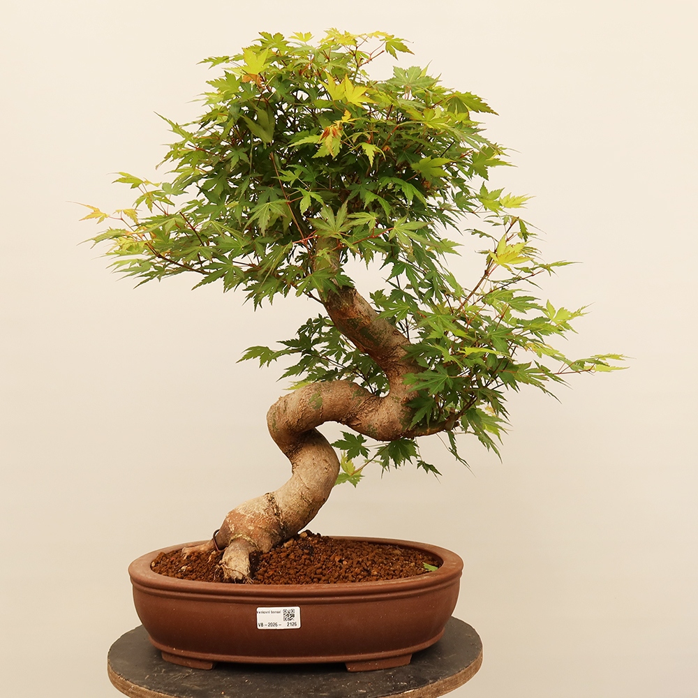 Bonsai da esterno - Acero palmatum - Palme