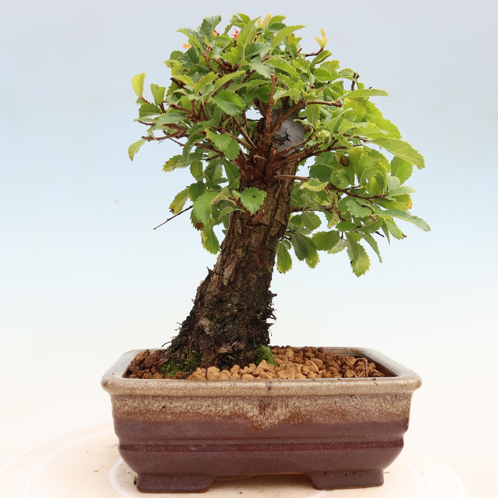 Bonsai da esterno - Zelkova - Zelkova NIRE
