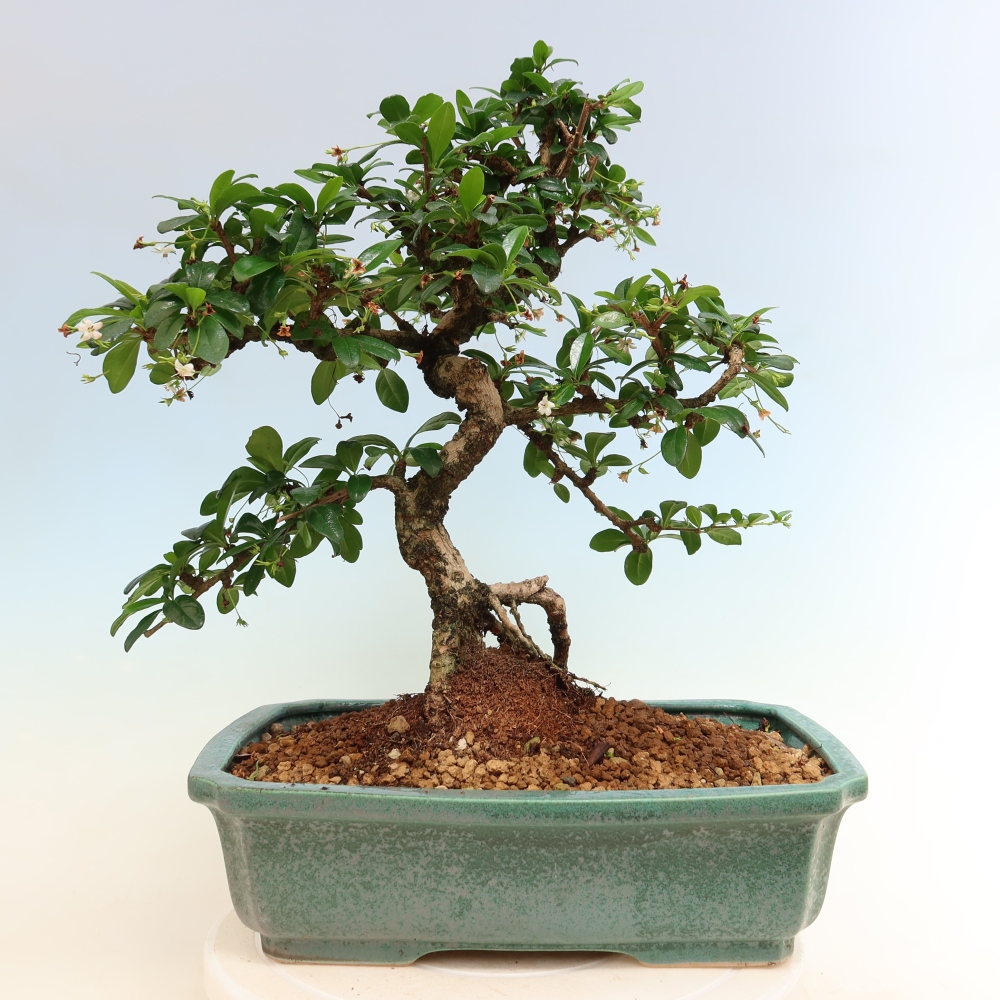 Camera bonsai - Carmona macrophylla - Tea fuki