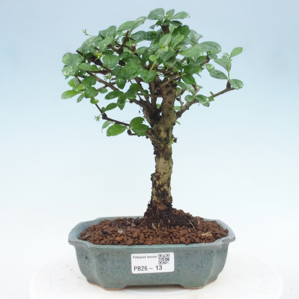 Camera bonsai - Carmona macrophylla - Tea fuki