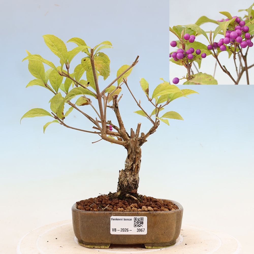 Bonsai da esterno - Callicarpa bodinierova profusione