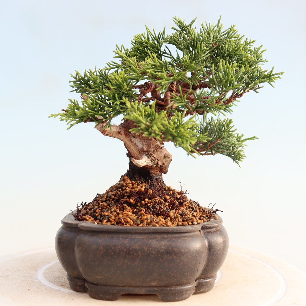 Bonsai da esterno - Juniperus chinensis Itoigawa