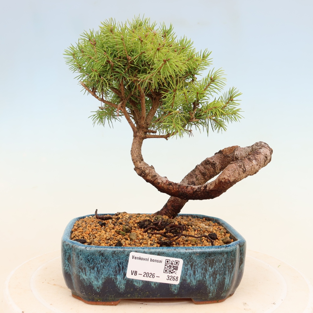 Bonsai da esterno - Abete rosso - Picea glauca globo