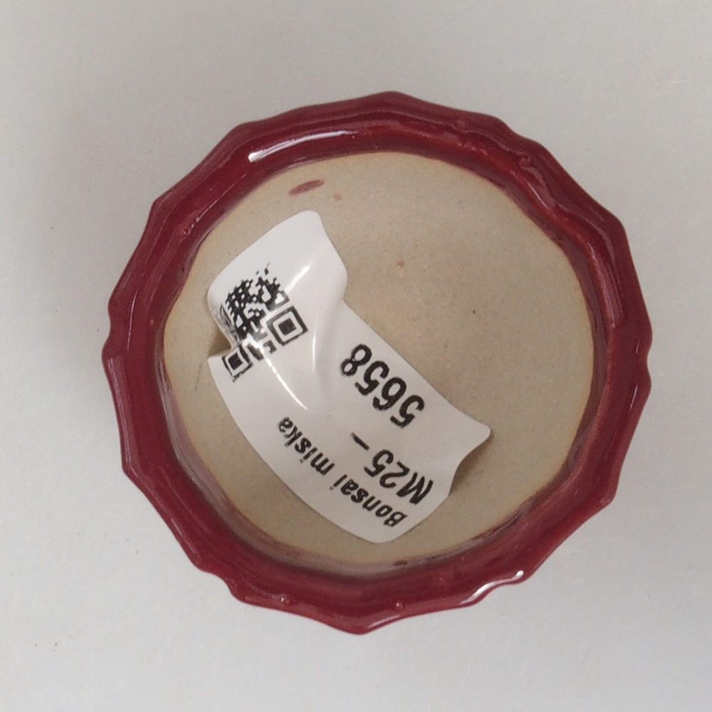 Ciotola per mini bonsai 5 x 5 x 3 cm, bordeaux