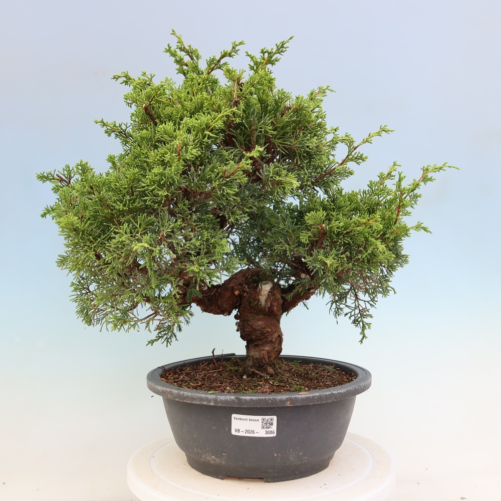 Bonsai da esterno - Juniperus chinensis Itoigawa-Juniperus chinensis