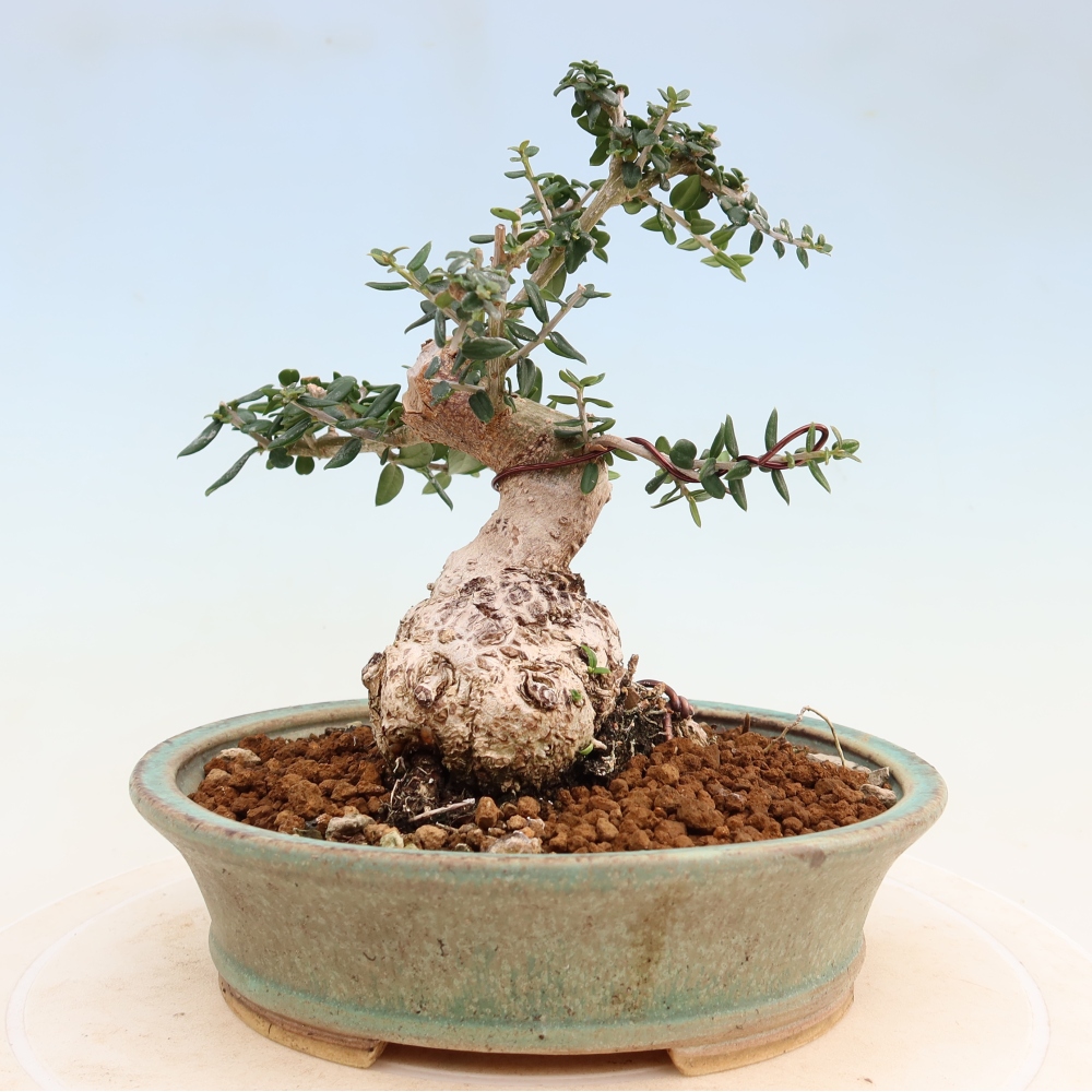 Bonsai da interno - Olea europaea sylvestris