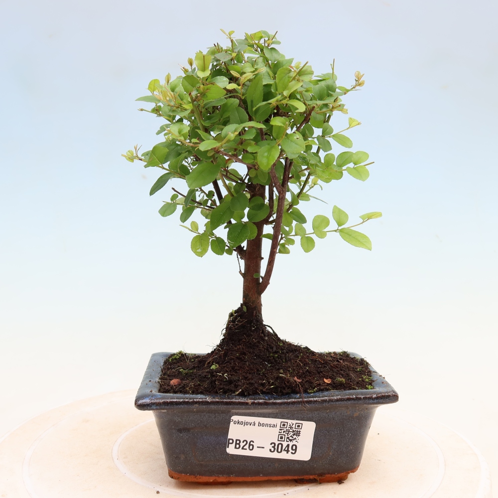 Camera bonsai - Sageretia thea - Sageretia thea
