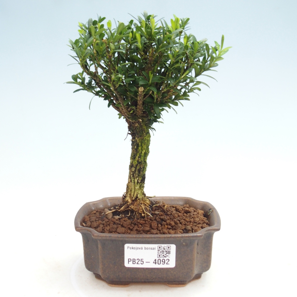 Camera bonsai - Buxus harlandii - buxus da sughero