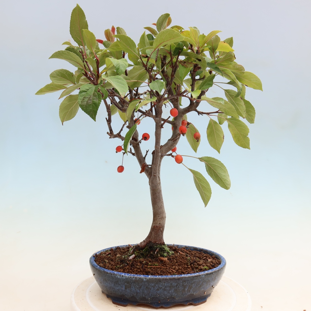 Bonsai da esterno -Malus domestica - Melo a piccoli frutti a foglie rosse
