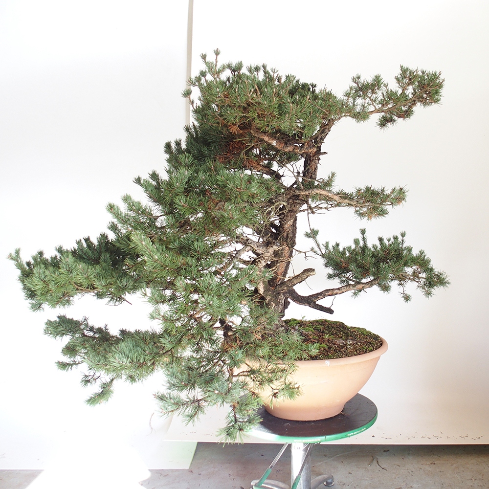 Yamadori - Pinus sylvestris Spagna