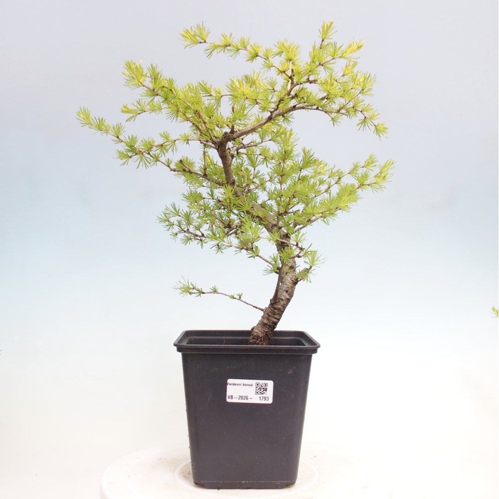 Bonsai da esterno -Larix decidua - Larice