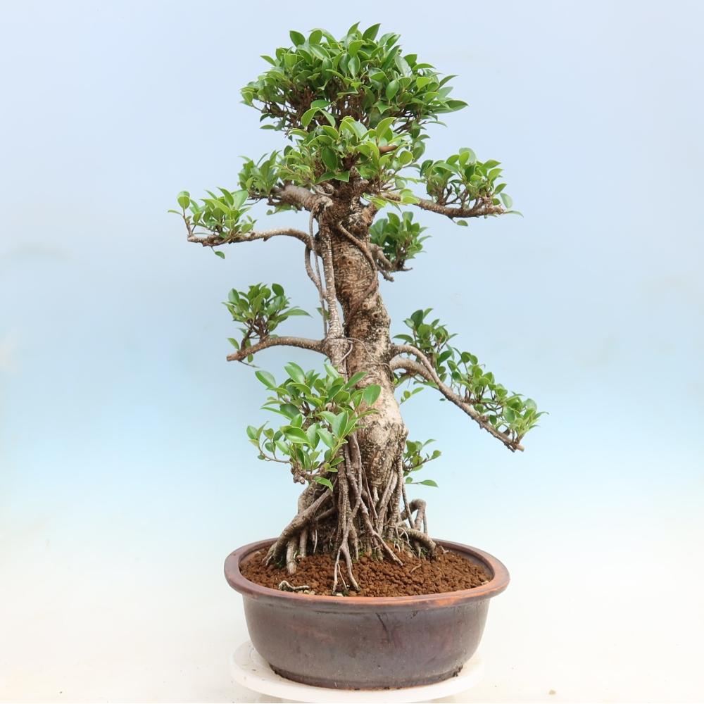 Camera bonsai - Ficus kimmen - ficus a foglie piccole