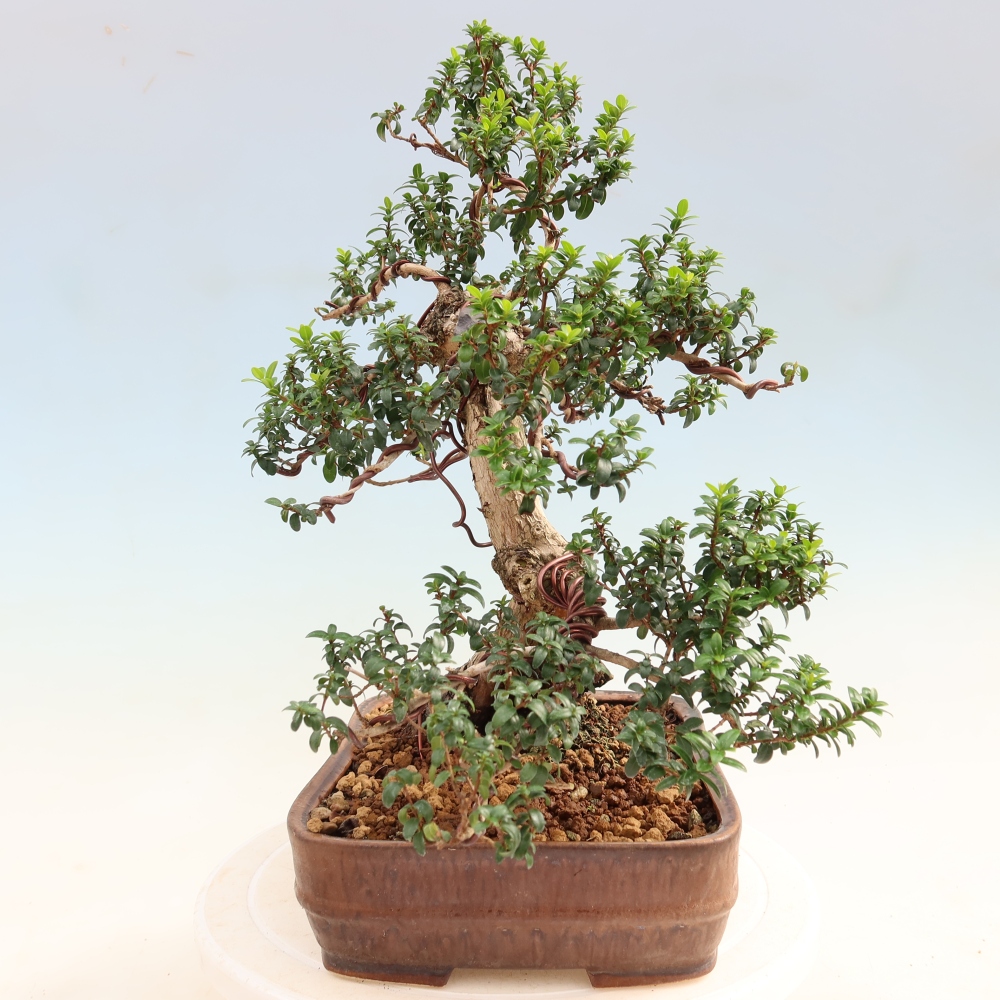 Bonsai da camera - Myrtus communis - Mirto