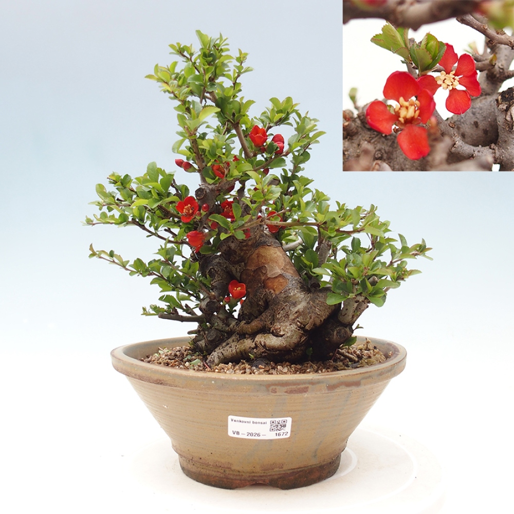 Bonsai da esterno - Chaneomeles speciosa - Cotogno