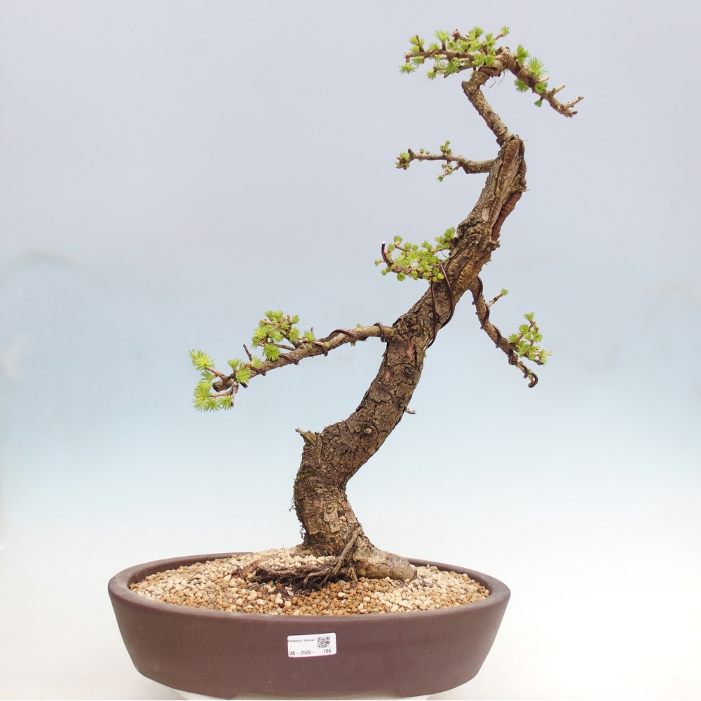 Bonsai da esterno -Larix decidua - Larice - Solo trasporto su pallet