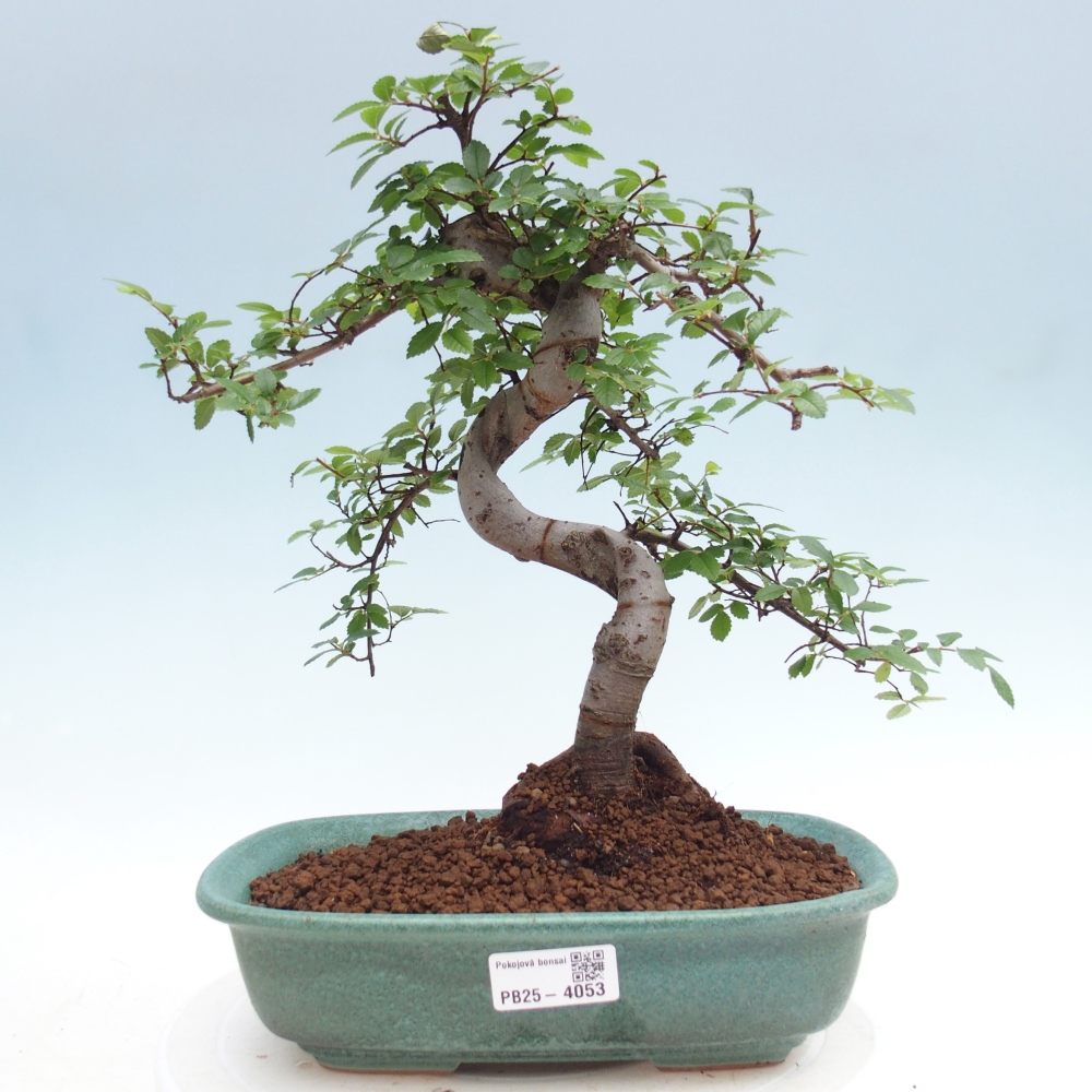 Camera bonsai - Ulmus parvifolia - Olmo a foglie piccole