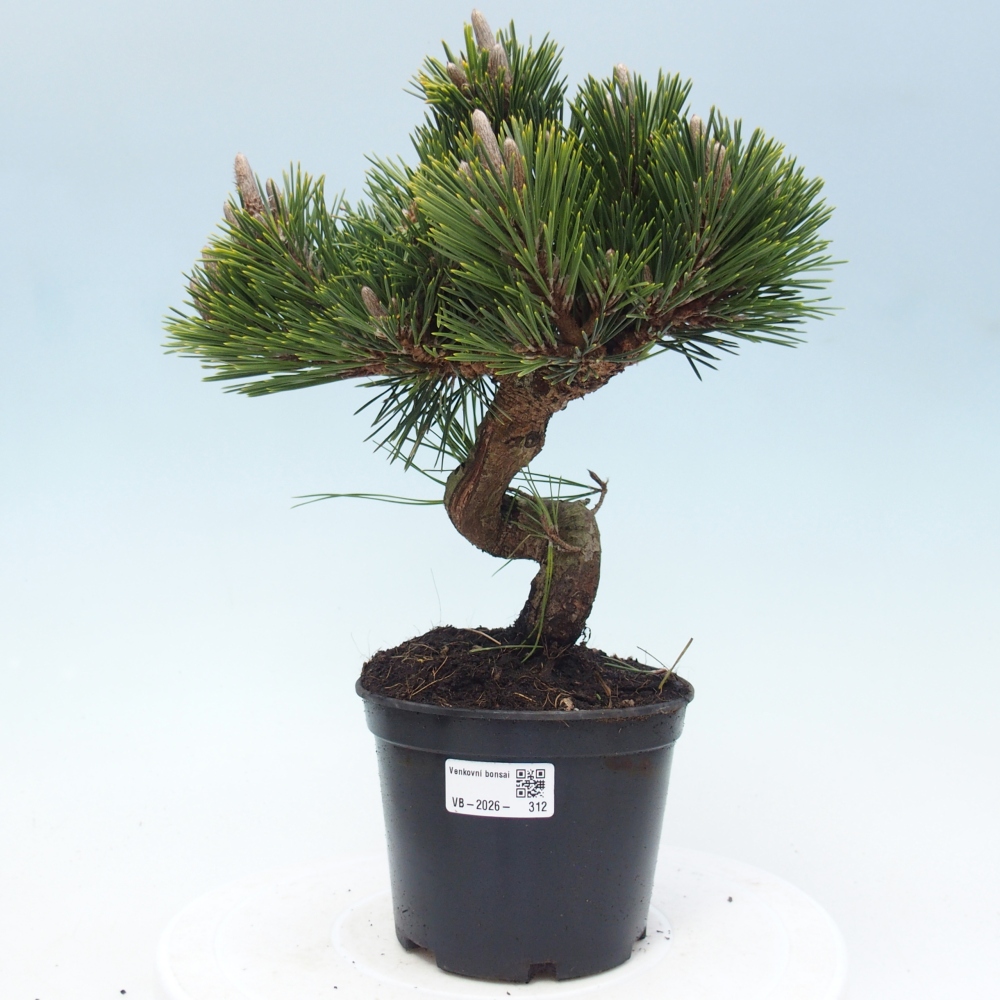 Bonsai da esterno - Pinus thunbergii senjyumaru - Pino di Thunberg