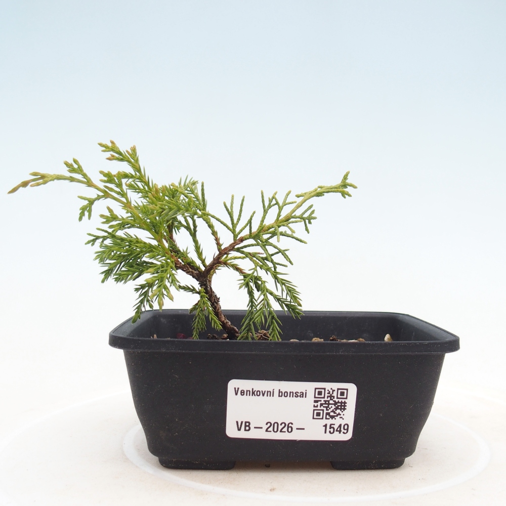 Bonsai da esterno - Juniperus chinensis Itoigawa