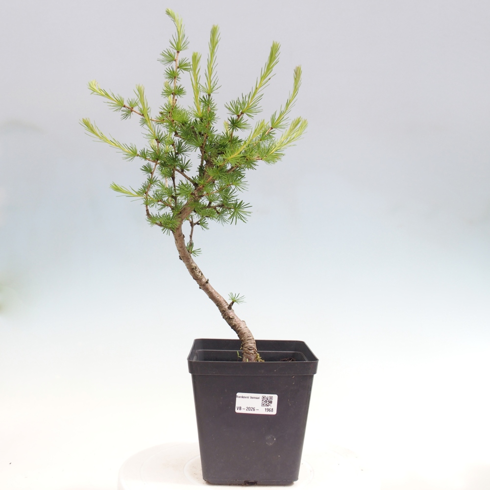 Bonsai da esterno -Larix decidua - Larice