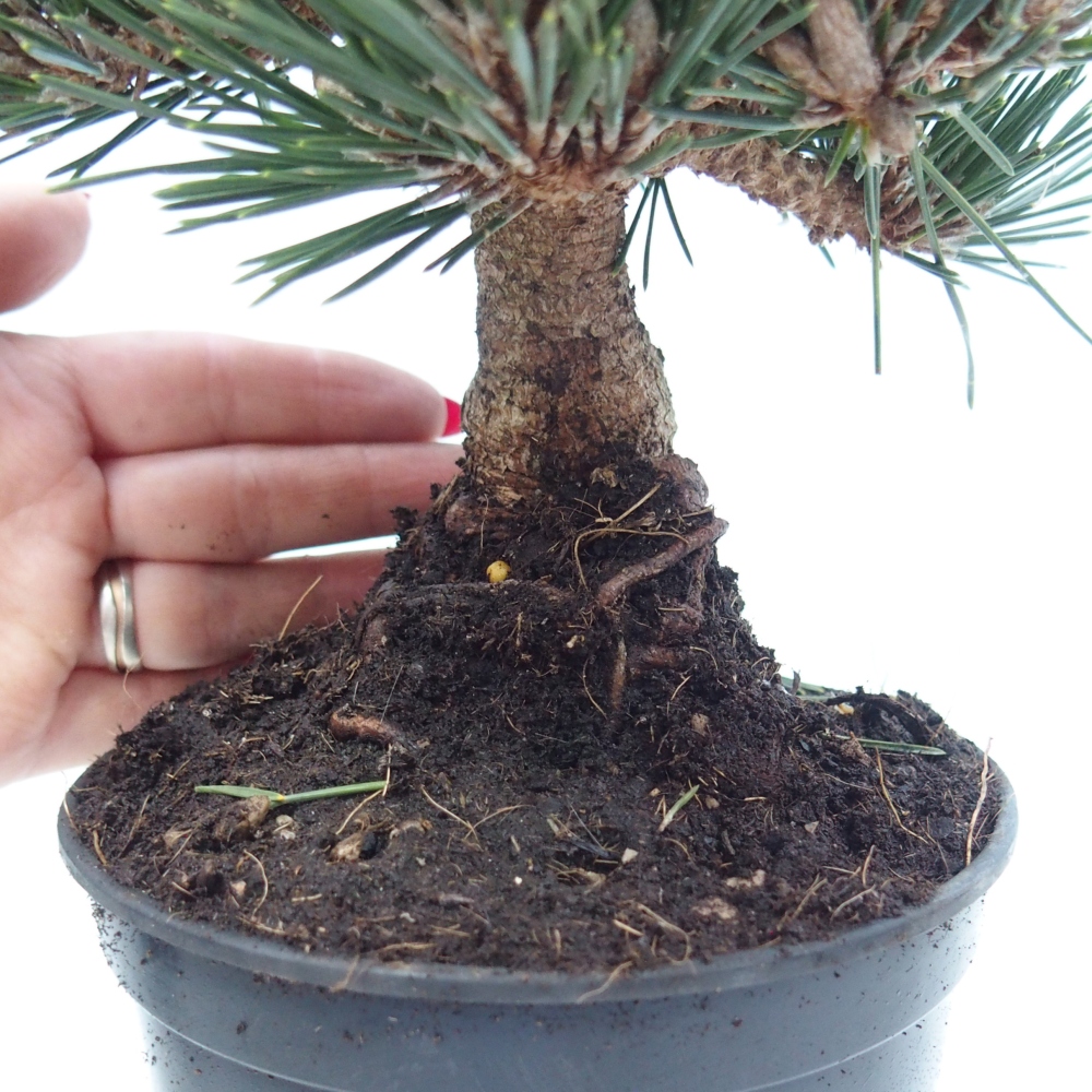 Bonsai da esterno - Pinus thunbergii senjyumaru - Pino di Thunberg