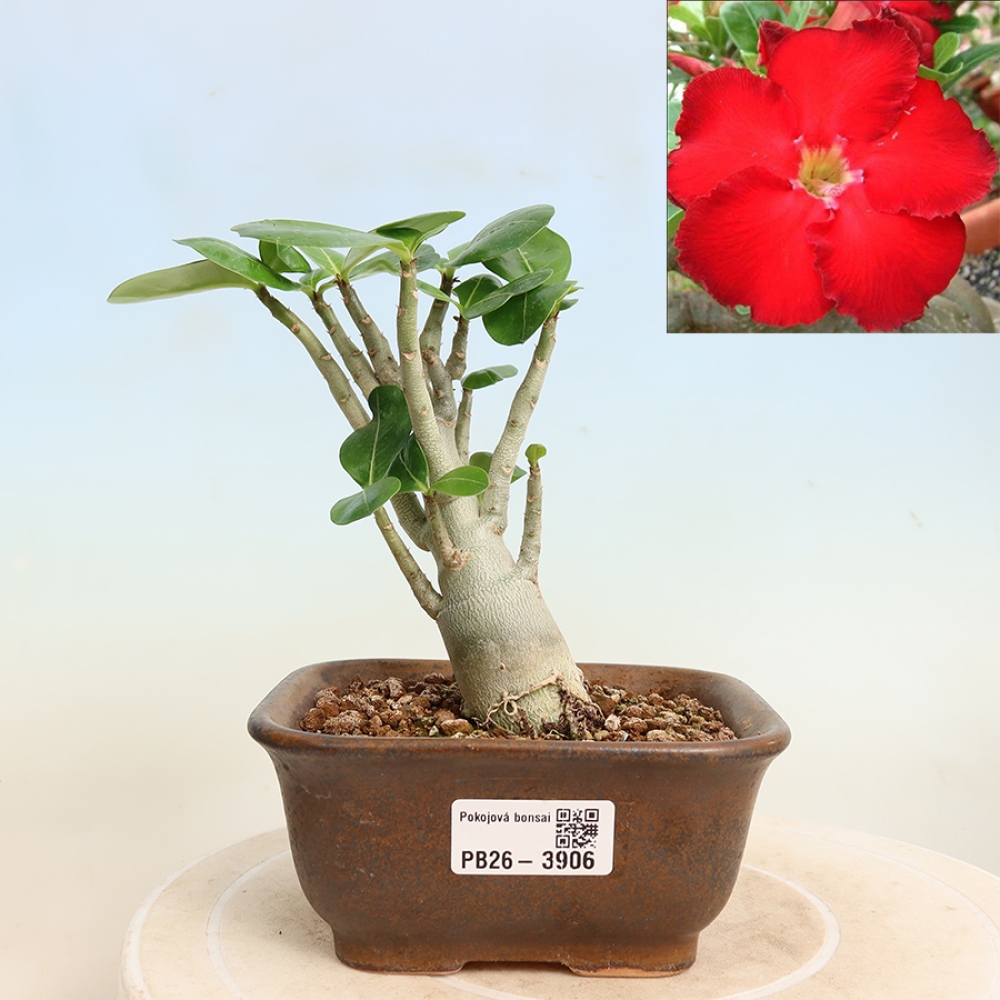 Bonsai da interno - Adenium obesum Red Star - Rosa del deserto
