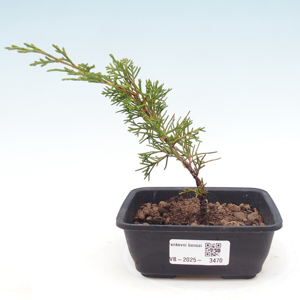 Bonsai da esterno - Juniperus chinensis Itoigawa