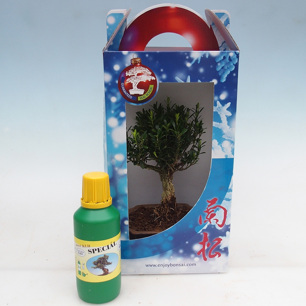 Bonsai da camera in confezione regalo Buxus harlandii - buxus da sughero
