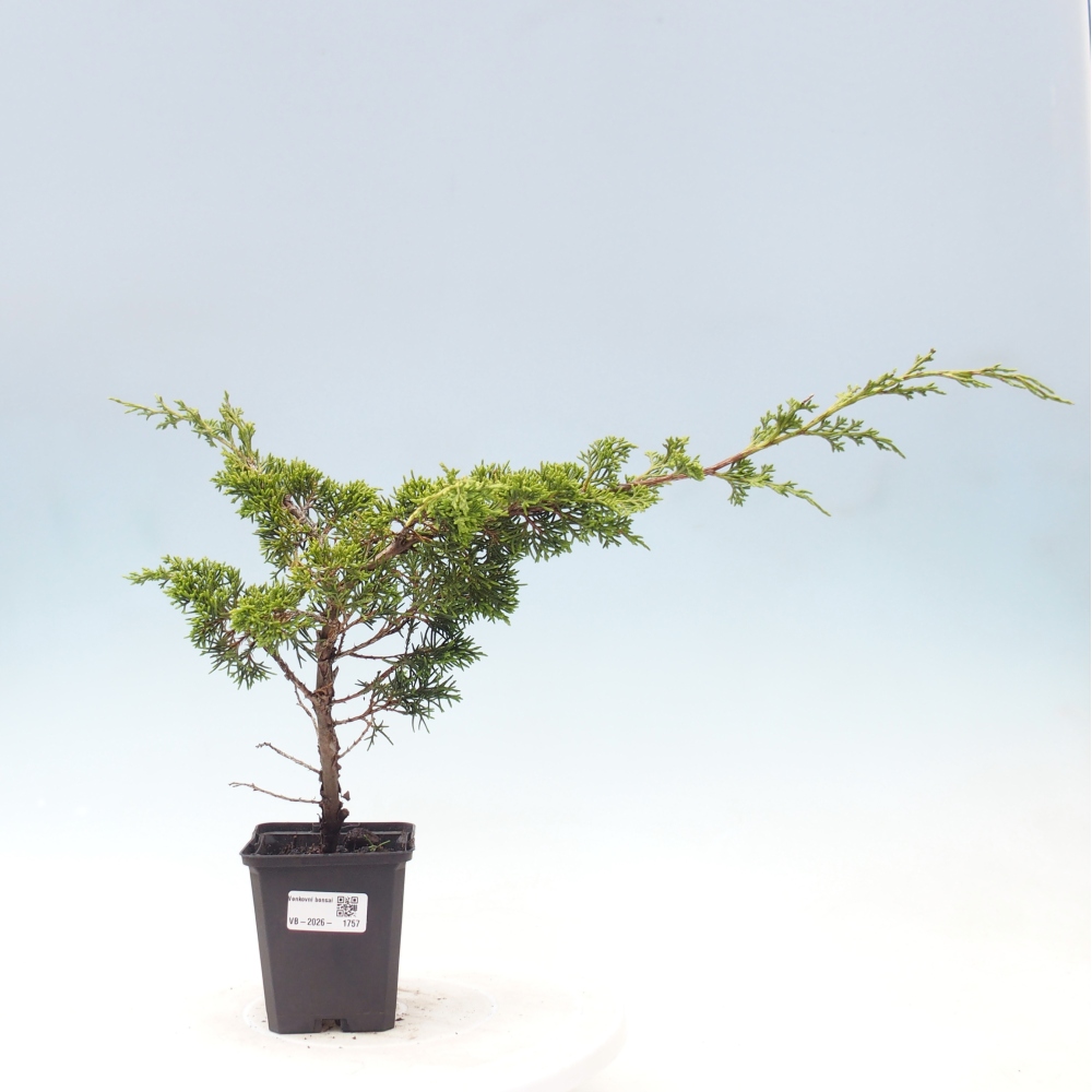 Bonsai da esterno - Juniperus chinensis Itoigawa