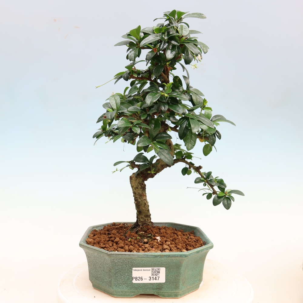 Camera bonsai - Carmona macrophylla - Tea fuki