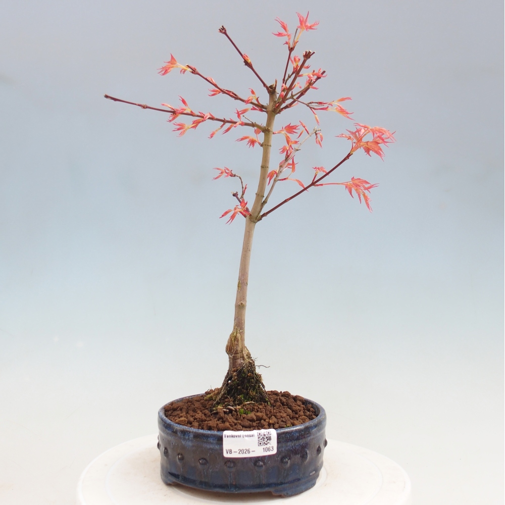 Acero norvegese - Acer palmatum Beni Tsukasa