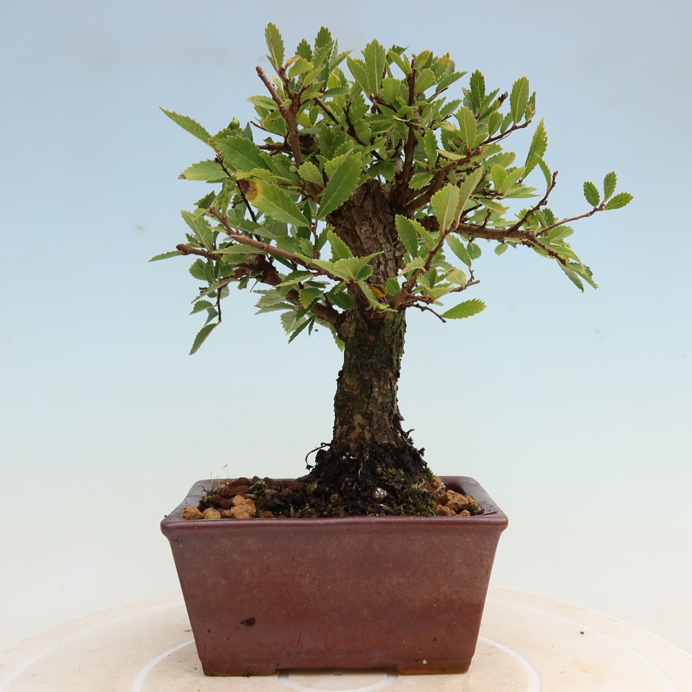Bonsai da esterno - Zelkova - Zelkova NIRE