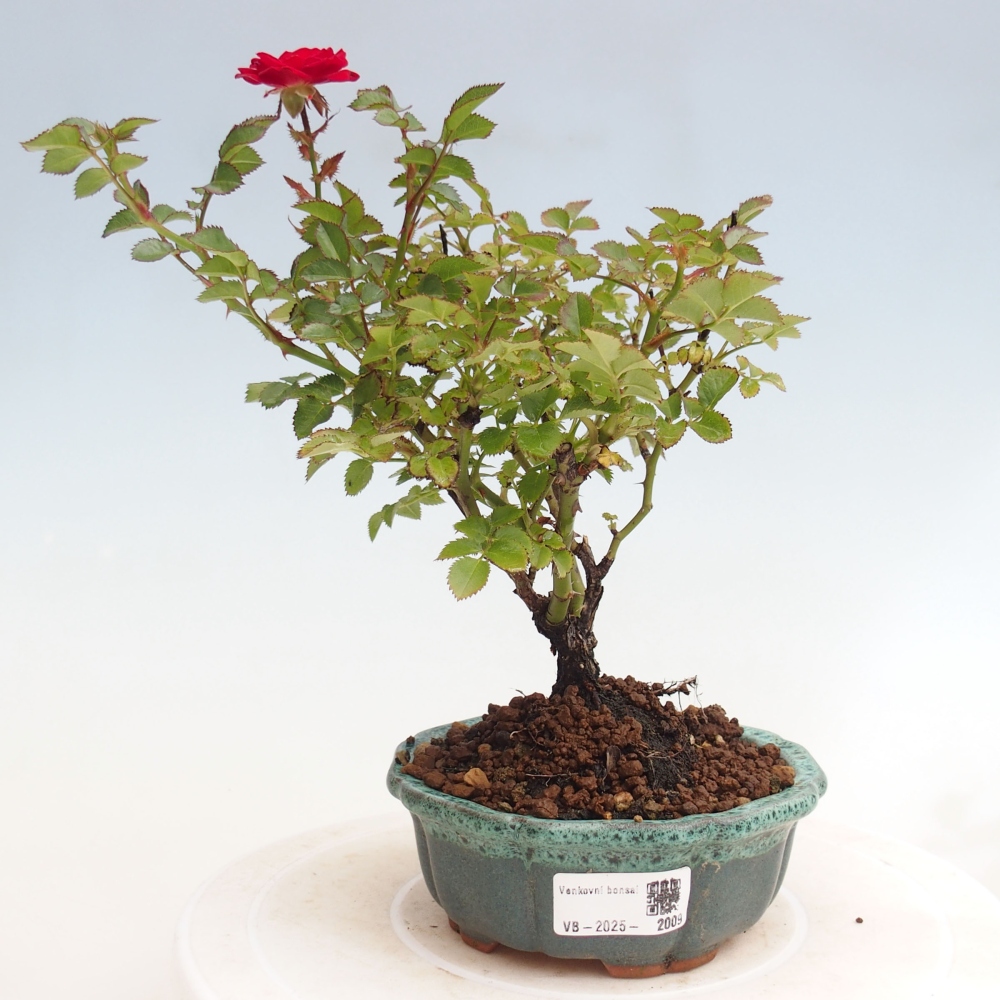 Bonsai da esterno - Rosa Kordes - rosa