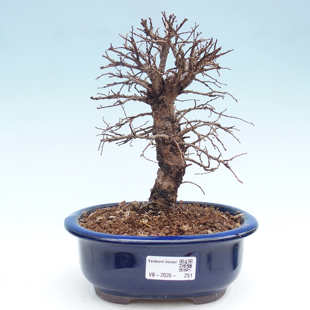 Bonsai da esterno - Zelkova - Zelkova NIRE