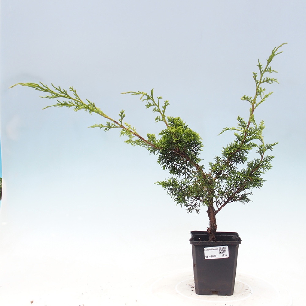 Bonsai da esterno - Juniperus chinensis Itoigawa