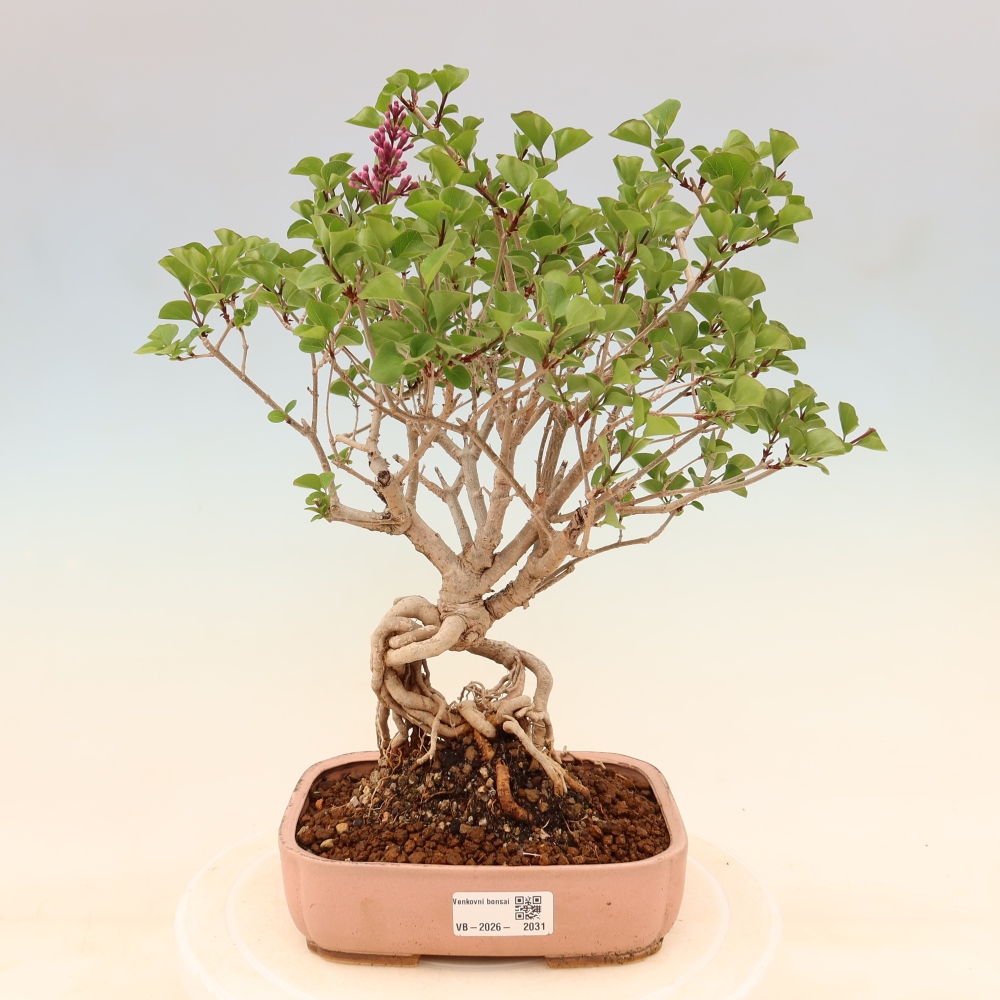 Bonsai da esterno - Syringa microphylla - lillà a fiore piccolo