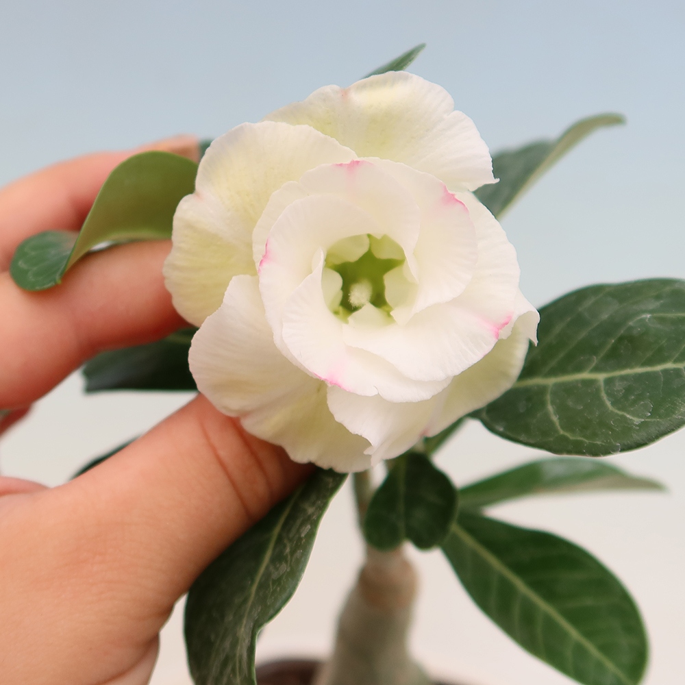 Bonsai da interno - Adenium obesum innestato V.F.S.407  - Rosa del deserto