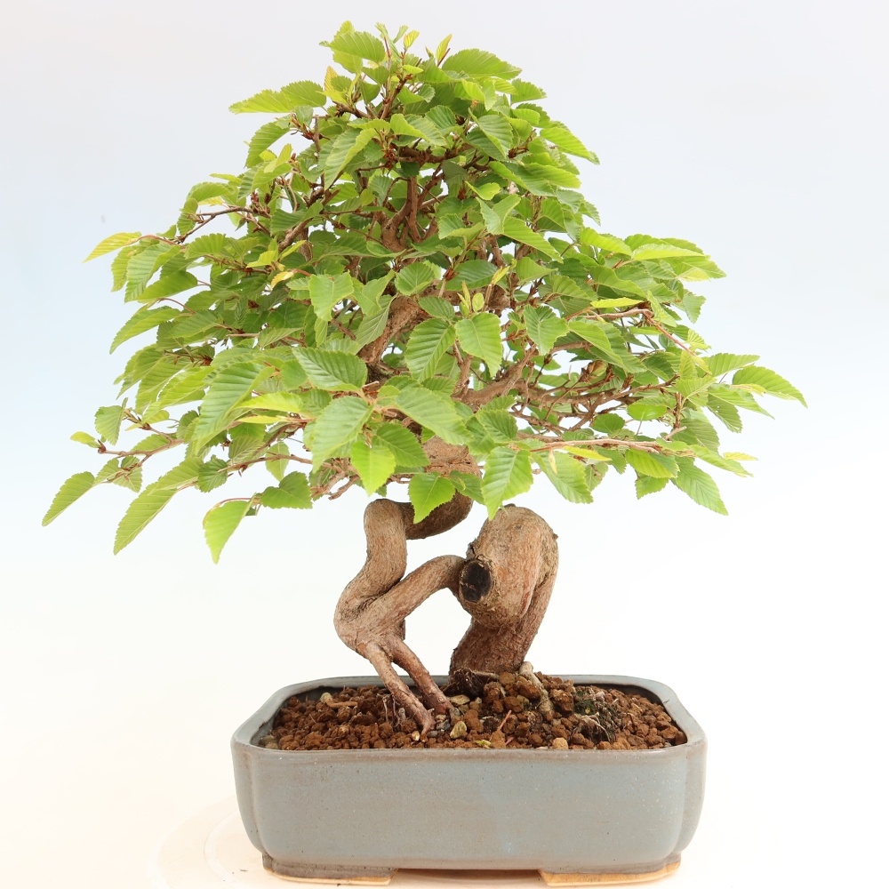 Bonsai da esterno -Carpinus Coreana - Carpino coreano