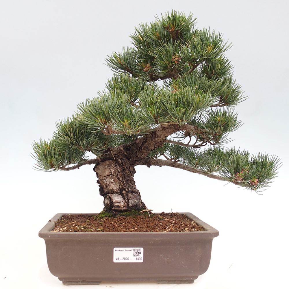 Bonsai da esterno - Pinus parviflora - Pinus parviflora
