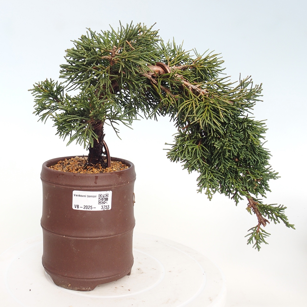 Bonsai da esterno - Juniperus chinensis Kishu