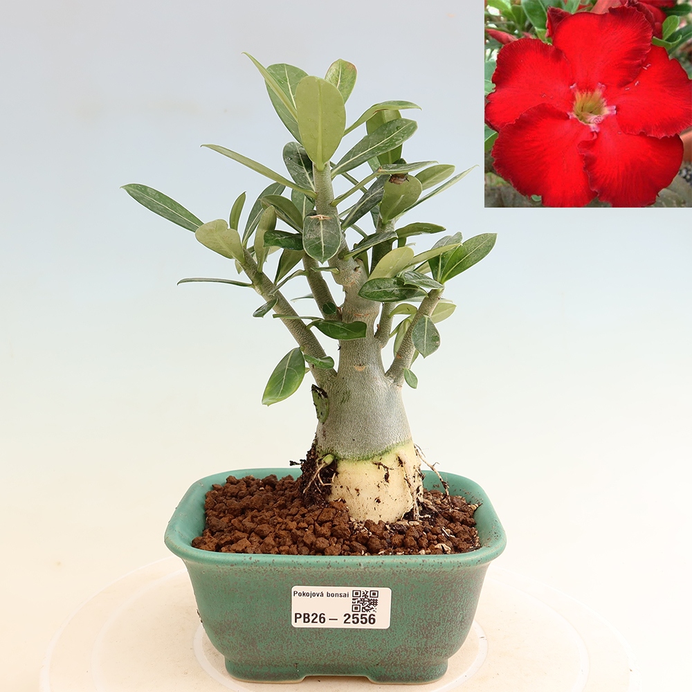 Bonsai da interno - Adenium obesum Red Star - Rosa del deserto