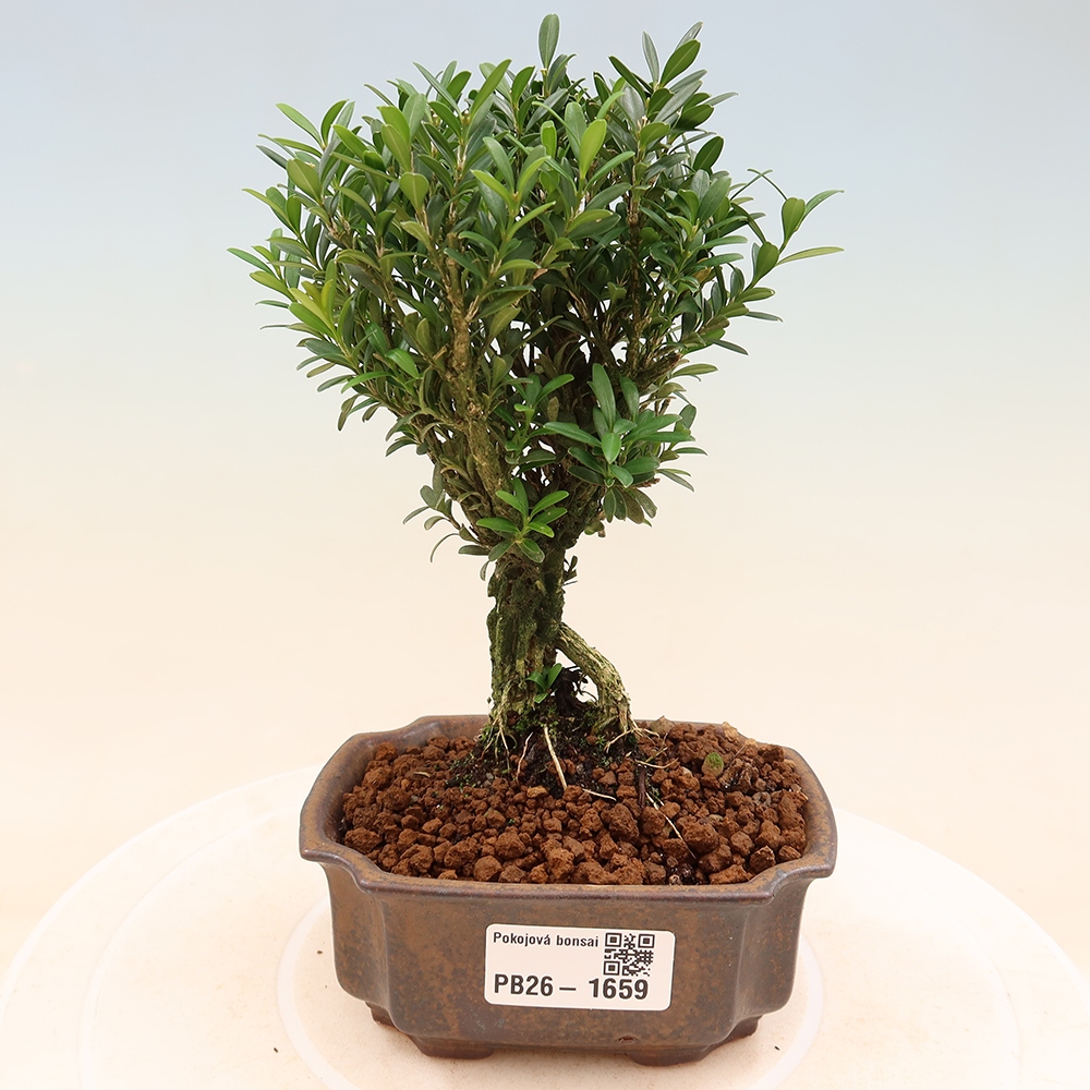 Camera bonsai - Buxus harlandii - buxus da sughero