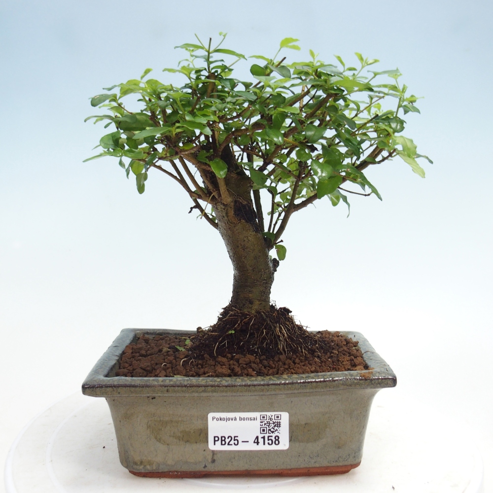 Camera bonsai -Ligustrum chinensis - Becco d'uccello