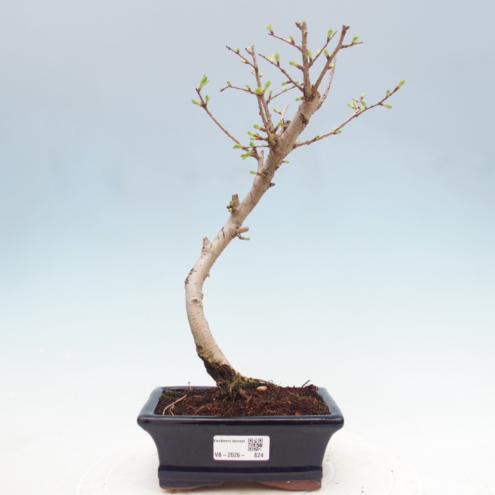 Bonsai da esterno -Pseudolarix amabis-Pseudolarix amabis