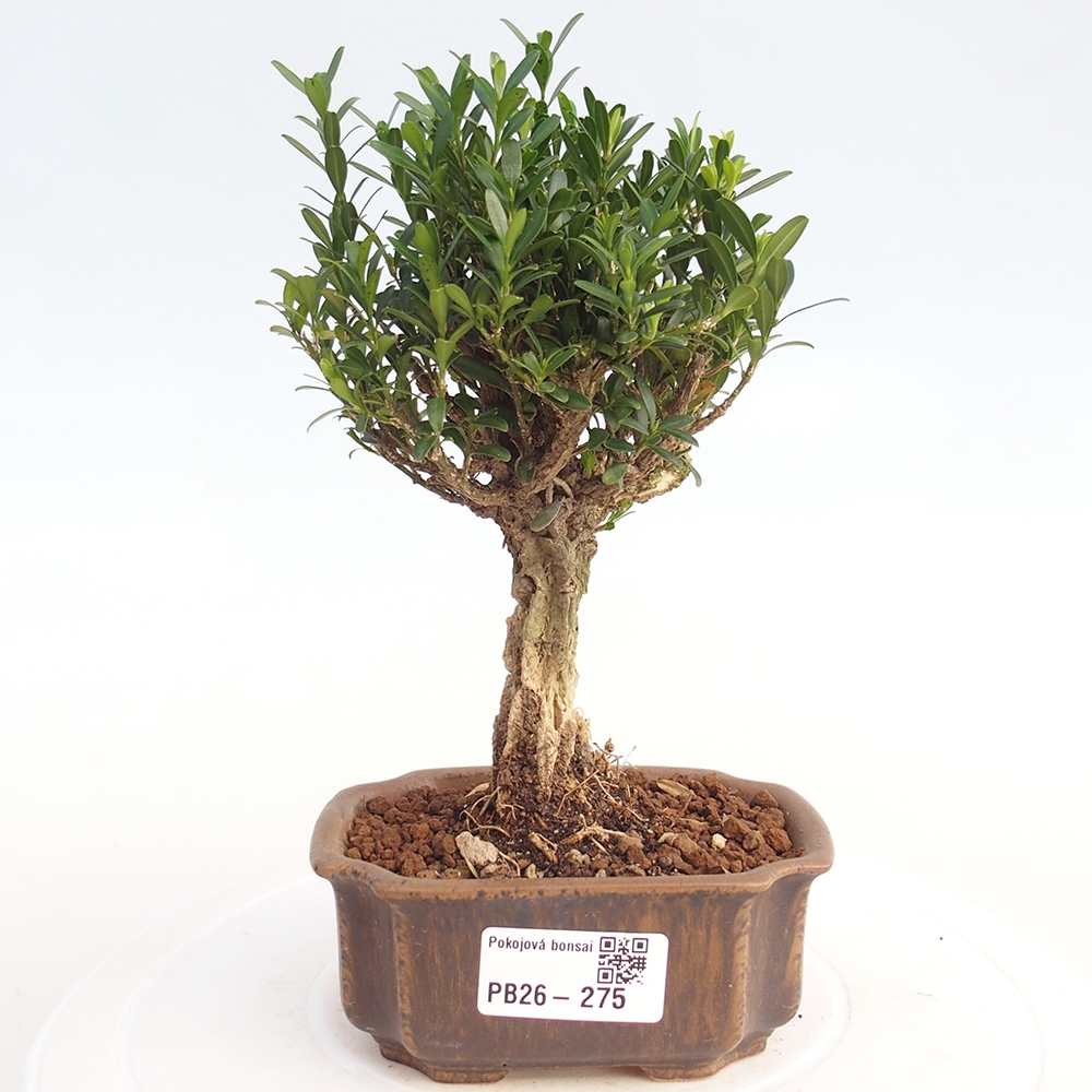 Camera bonsai - Buxus harlandii - buxus da sughero