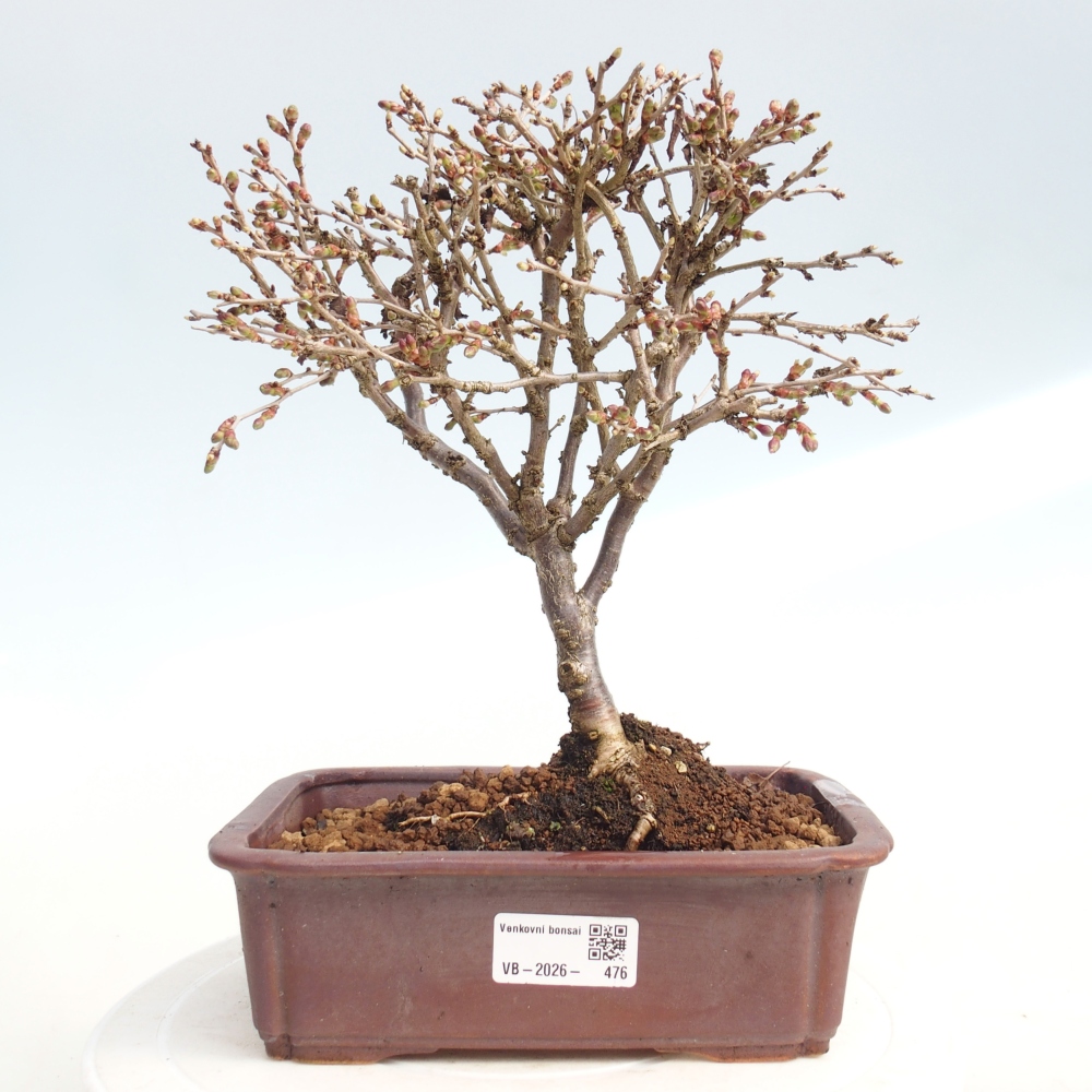 Bonsai da esterno - Prunus incisa Kojou-no mai-Plivon ritagliato