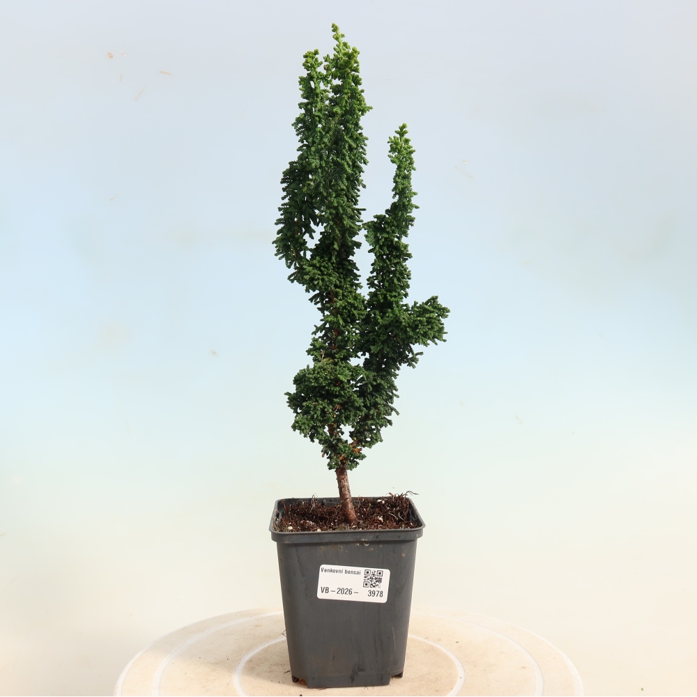 Bonsai da esterno - Cham. obtusa SEKKA HINOKI - Cipresso
