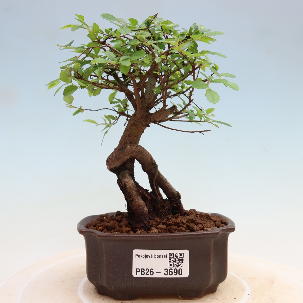 Camera bonsai - Ulmus parvifolia - Olmo a foglie piccole